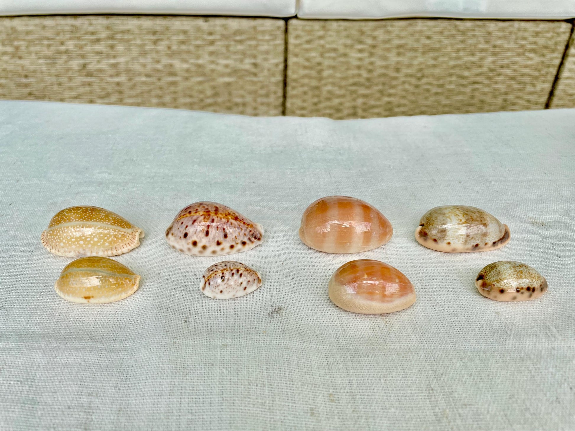 All Types COWRIE Cowry Shells Polished Shiny Spotted Lines 3/4" to 2" Seashells Crafts Jewelry Erosa Lynx Carneola Caurica Tan Beige Brown