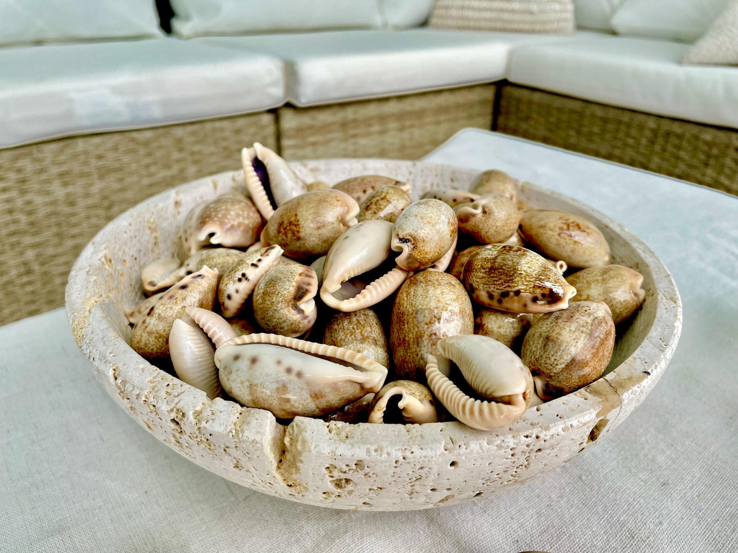 MIXED COWRIE Shells *Type & Quantity Your Choose* 3/4"-2" Big Naturally Polished Small Craft Seashells Erosa Lynx Carneola Caurica Cowry