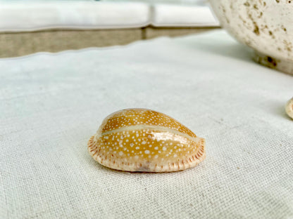 Polished Cowrie Shells 3/4"-2", Spotted Seashells for Crafts Jewelry