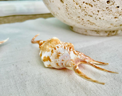 REAL Bright Orange Lambis Spider Conch Seashell 3-6" Long You Pick Size Coastal Beach Nautical Home Décor Crafts Collectables