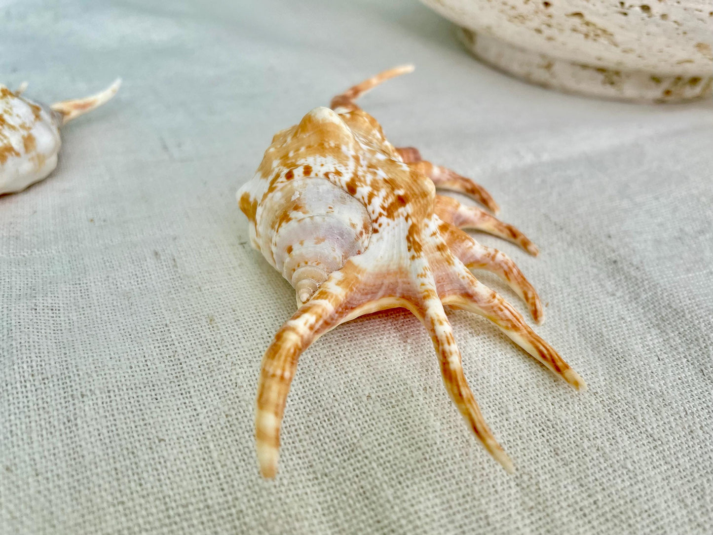 ORANGE SPIDER LAMBIS Shell: 4-5" Conch Seashell Crafts Coastal Beach Home Décor