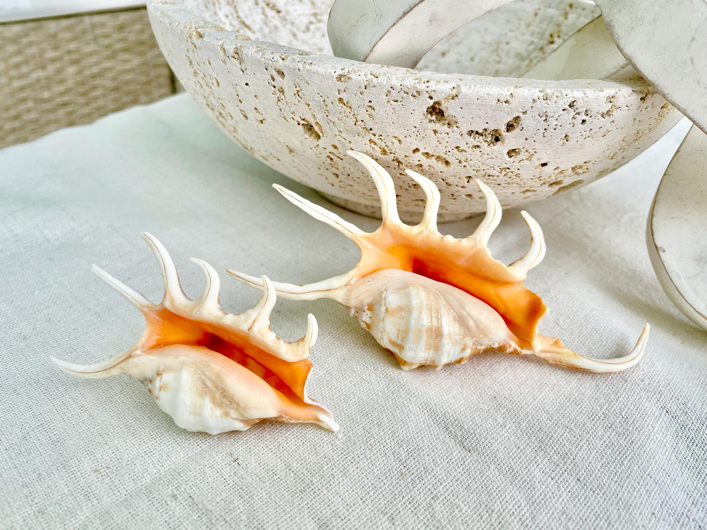 ORANGE SPIDER LAMBIS Shell: 4-5" Conch Seashell Crafts Coastal Beach Home Décor