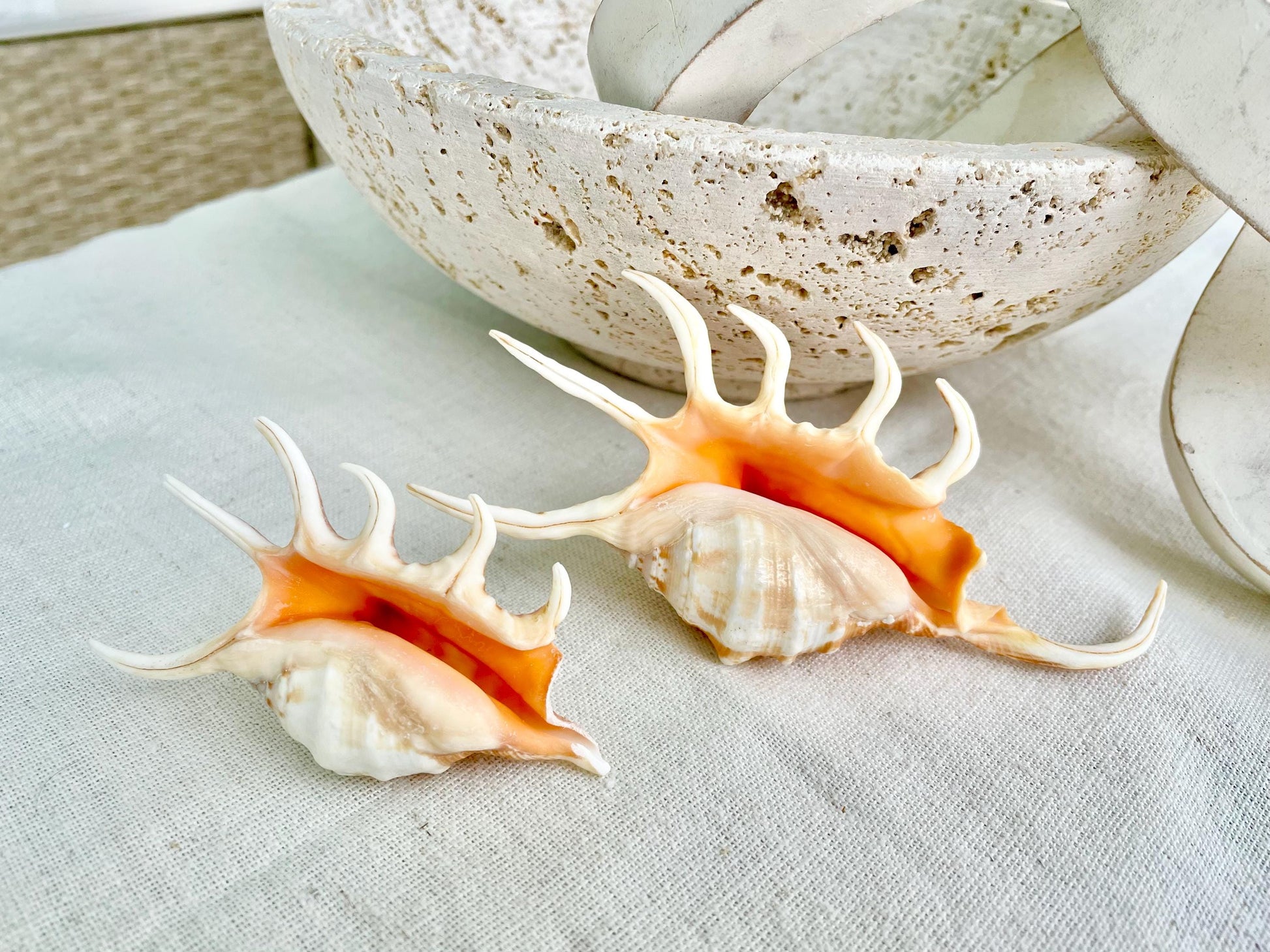 ORANGE SPIDER LAMBIS Shell: 4-5" Conch Seashell Crafts Coastal Beach Home Décor