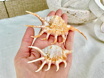 ORANGE SPIDER LAMBIS Shell: 4-5" Conch Seashell Crafts Coastal Beach Home Décor