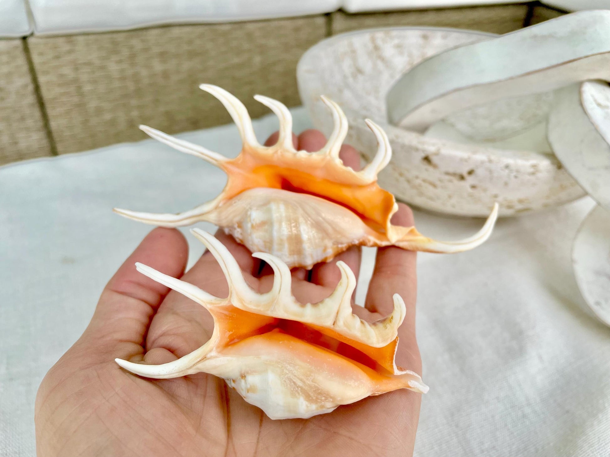 ORANGE SPIDER LAMBIS Shell: 4-5" Conch Seashell Crafts Coastal Beach Home Décor