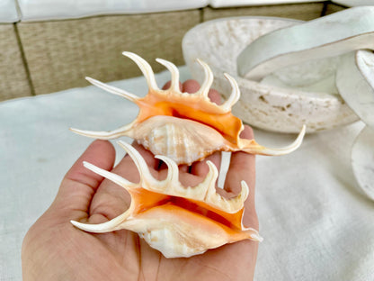 ORANGE SPIDER LAMBIS Shell: 4-5" Conch Seashell Crafts Coastal Beach Home Décor