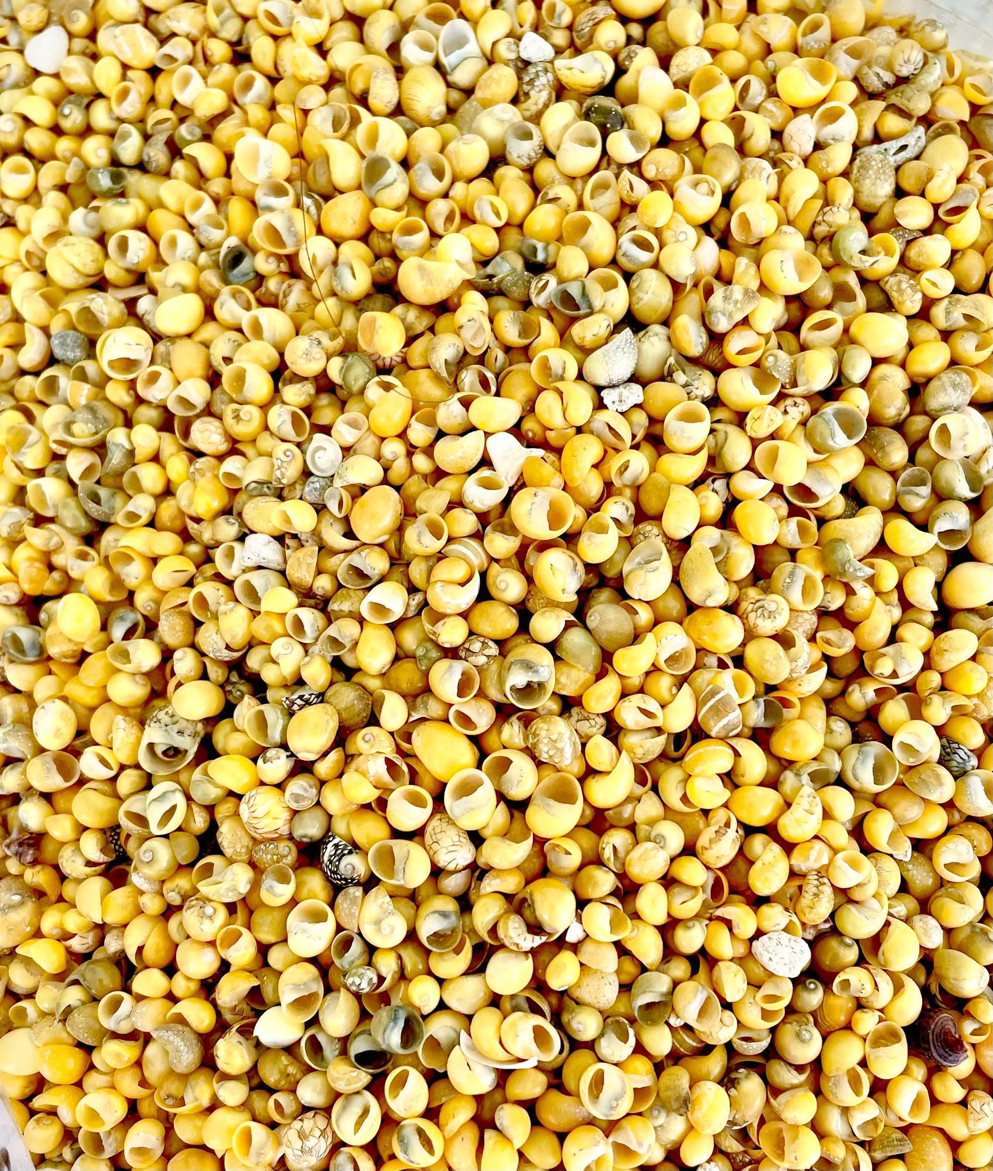 MONGO LITTORINA SHELLS *You Choose Color & Quantity* Tiny 1/4" Natural Green Yellow Craft Seashells Coastal Sailors Valentine Snail Coastal