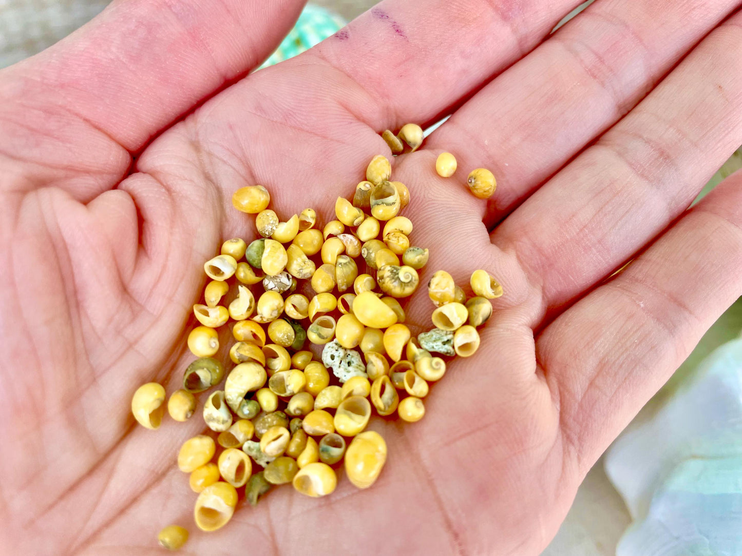 Tiny 1/4" Mongo Littorina Seashells YOU PICK Green or Yellow 4 and 8oz bags Coastal crafts Sailors Valentine Sea Shells