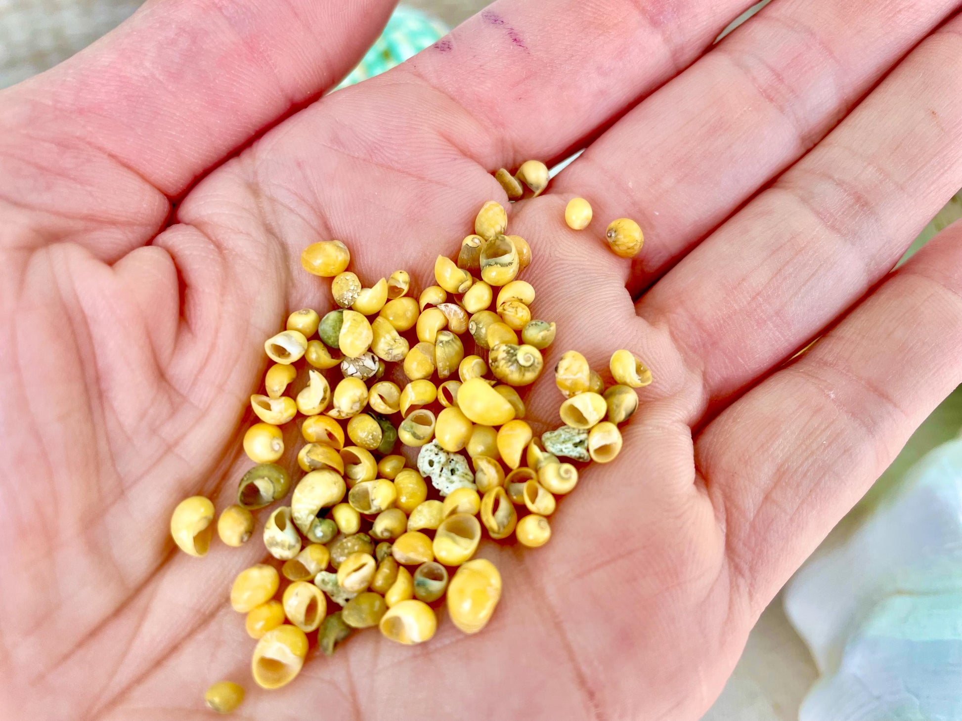 Tiny 1/4" Mongo Littorina Seashells YOU PICK Green or Yellow 4 and 8oz bags Coastal crafts Sailors Valentine Sea Shells