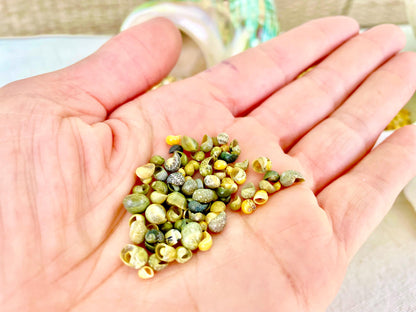 Tiny 1/4" Mongo Littorina Seashells YOU PICK Green or Yellow 4 and 8oz bags Coastal crafts Sailors Valentine Sea Shells