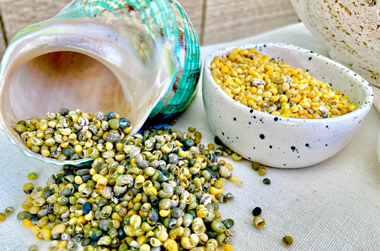 Tiny 1/4" Mongo Littorina Seashells YOU PICK Green or Yellow 4 and 8oz bags Coastal crafts Sailors Valentine Sea Shells