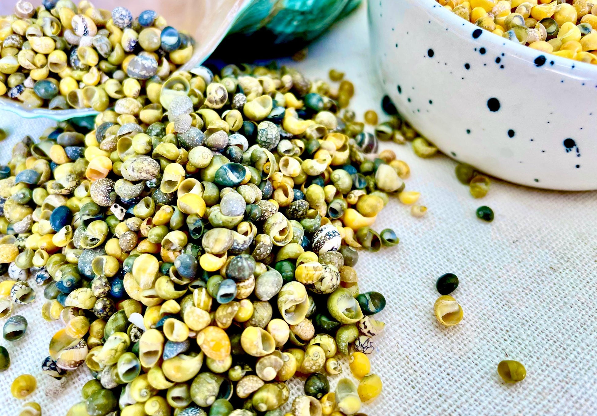 Tiny 1/4" Mongo Littorina Seashells YOU PICK Green or Yellow 4 and 8oz bags Coastal crafts Sailors Valentine Sea Shells