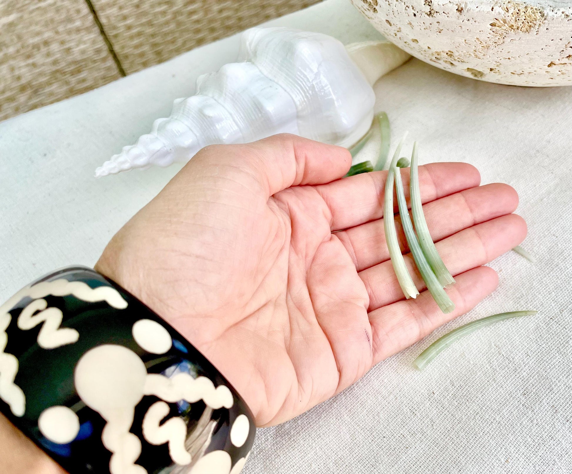 Premium Craft Shells 2-3" Seafoam GREEN Tusk Dentalium You Pick Quantity, Jewelry Coastal Art & Décor Seashells FREE Shipping