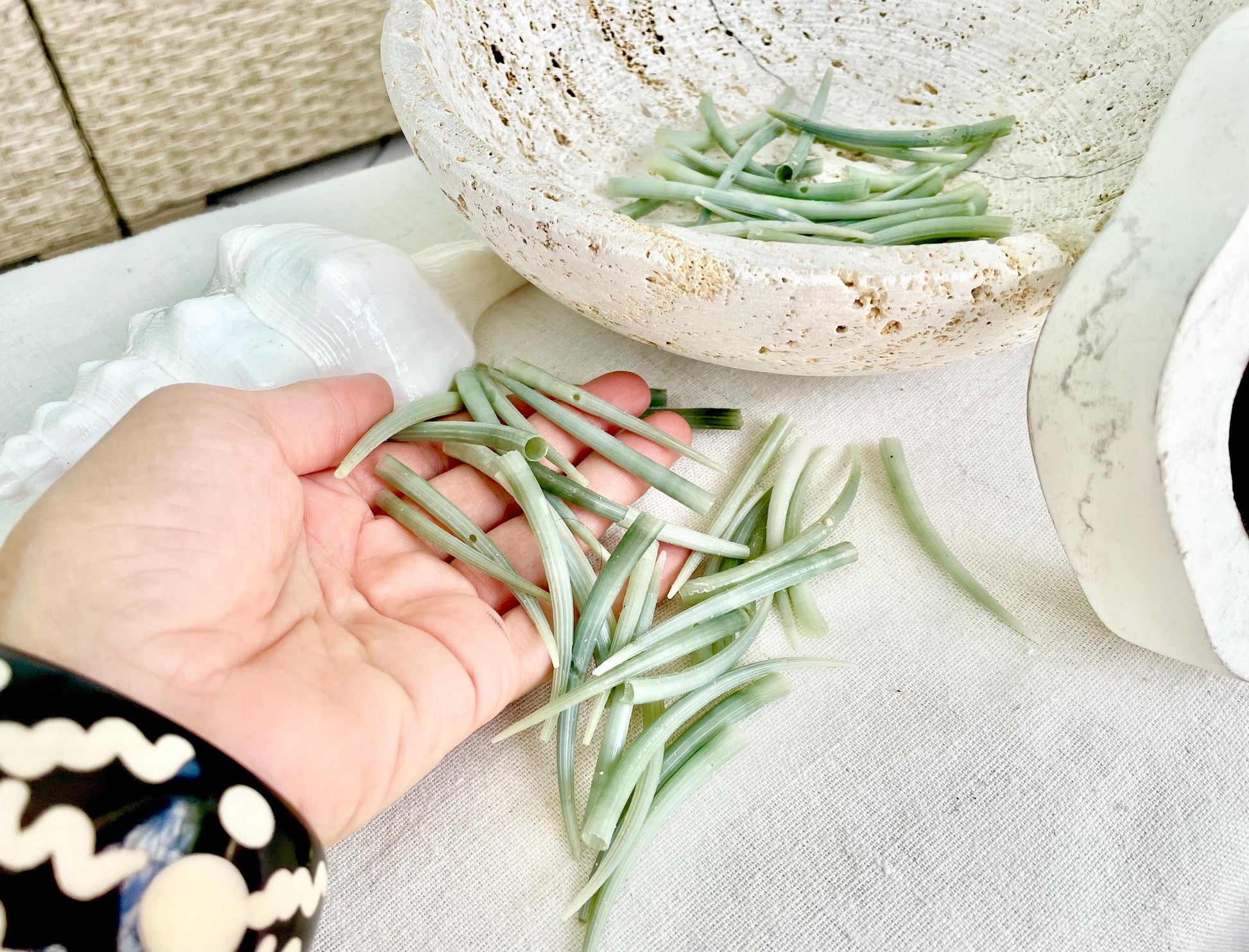 TUSK DENTALIUM Shells * You Choose Quantity* 2-3" Natural Seafoam Green Small Craft Seashell Coastal Home Beach Décor