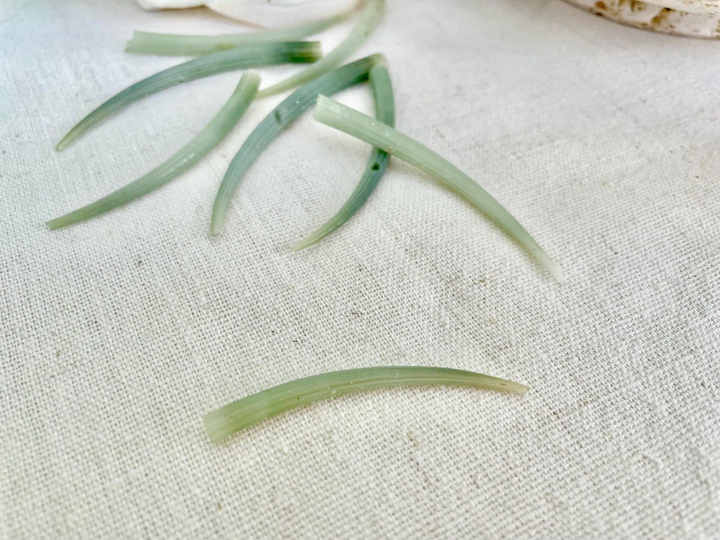 Premium Craft Shells 2-3" Seafoam GREEN Tusk Dentalium You Pick Quantity, Jewelry Coastal Art & Décor Seashells FREE Shipping