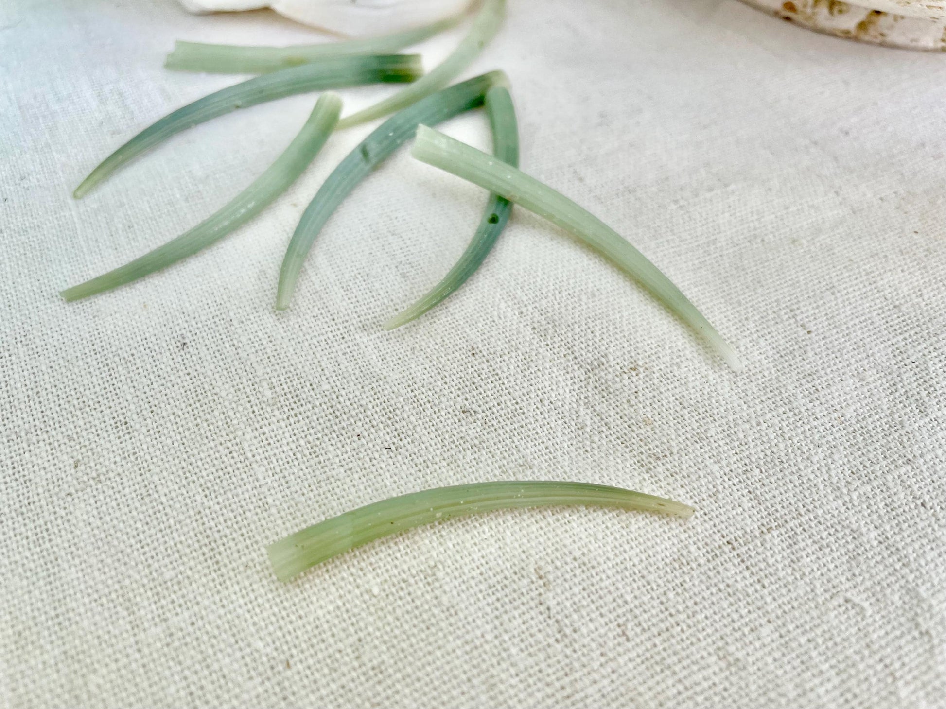 Seafoam Green Tusk Shells 2-3", Dentalium Seashells, Coastal Art & Jewelry