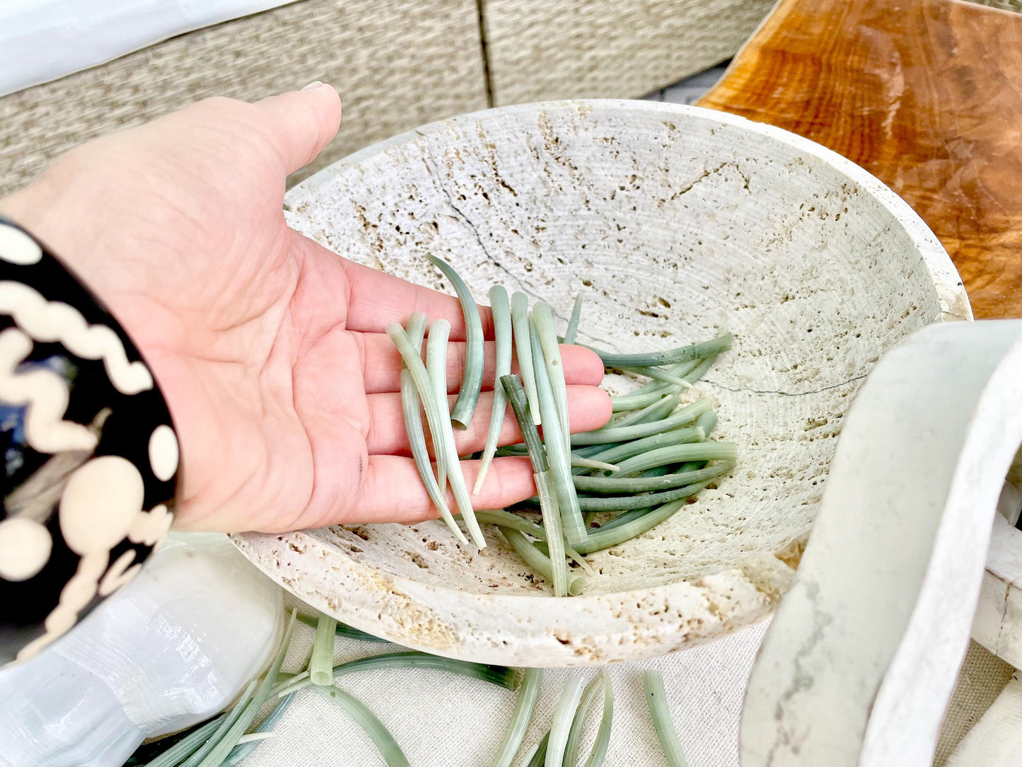 Premium Craft Shells 2-3" Seafoam GREEN Tusk Dentalium You Pick Quantity, Jewelry Coastal Art & Décor Seashells FREE Shipping