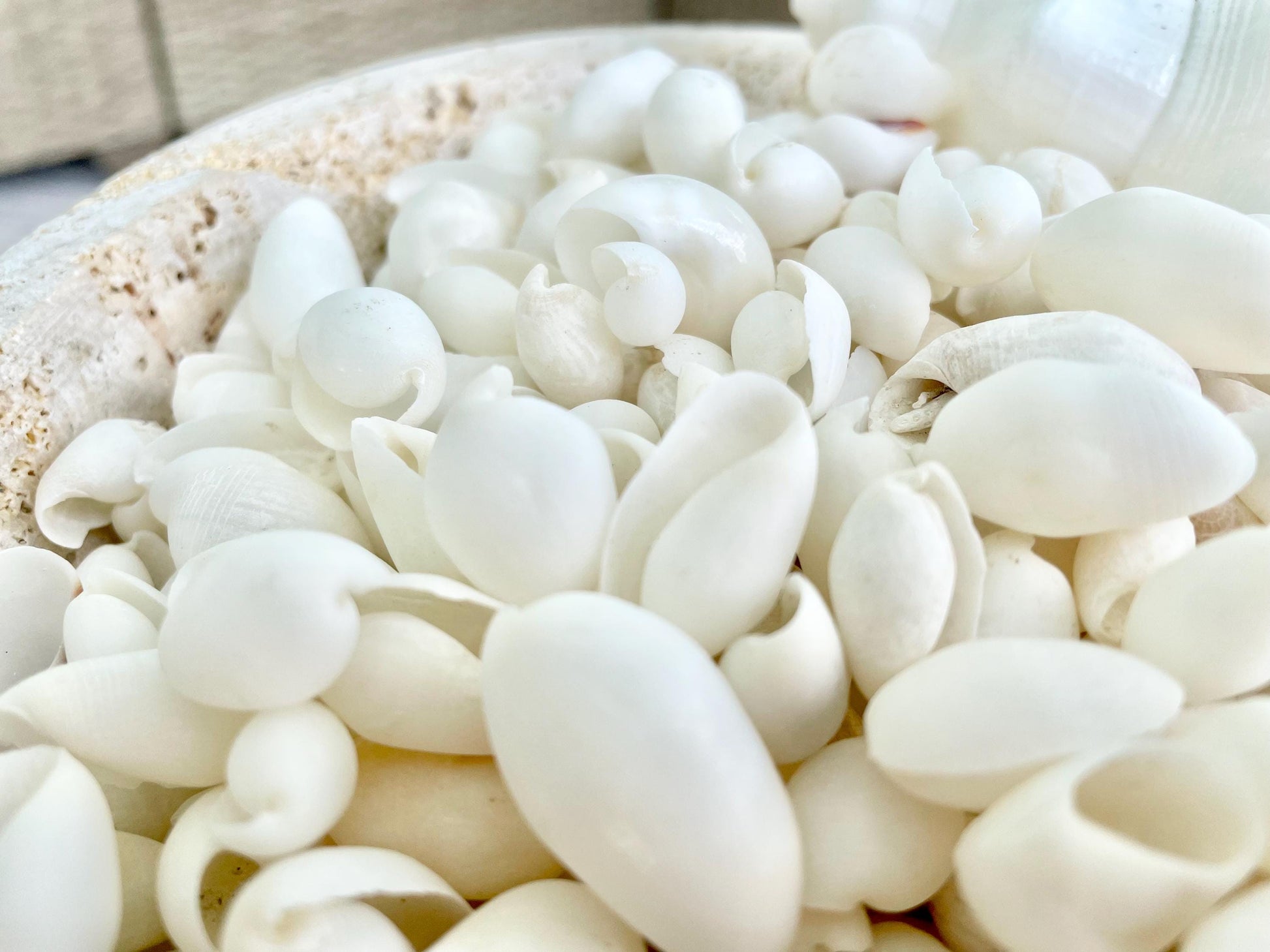 WHITE BUBBLE SHELLS *Sold By Kilo* .5-1" 1200Pc 2.2 Pounds Natural Small Craft seashells Coastal Beach Home Décor Wedding Supplies
