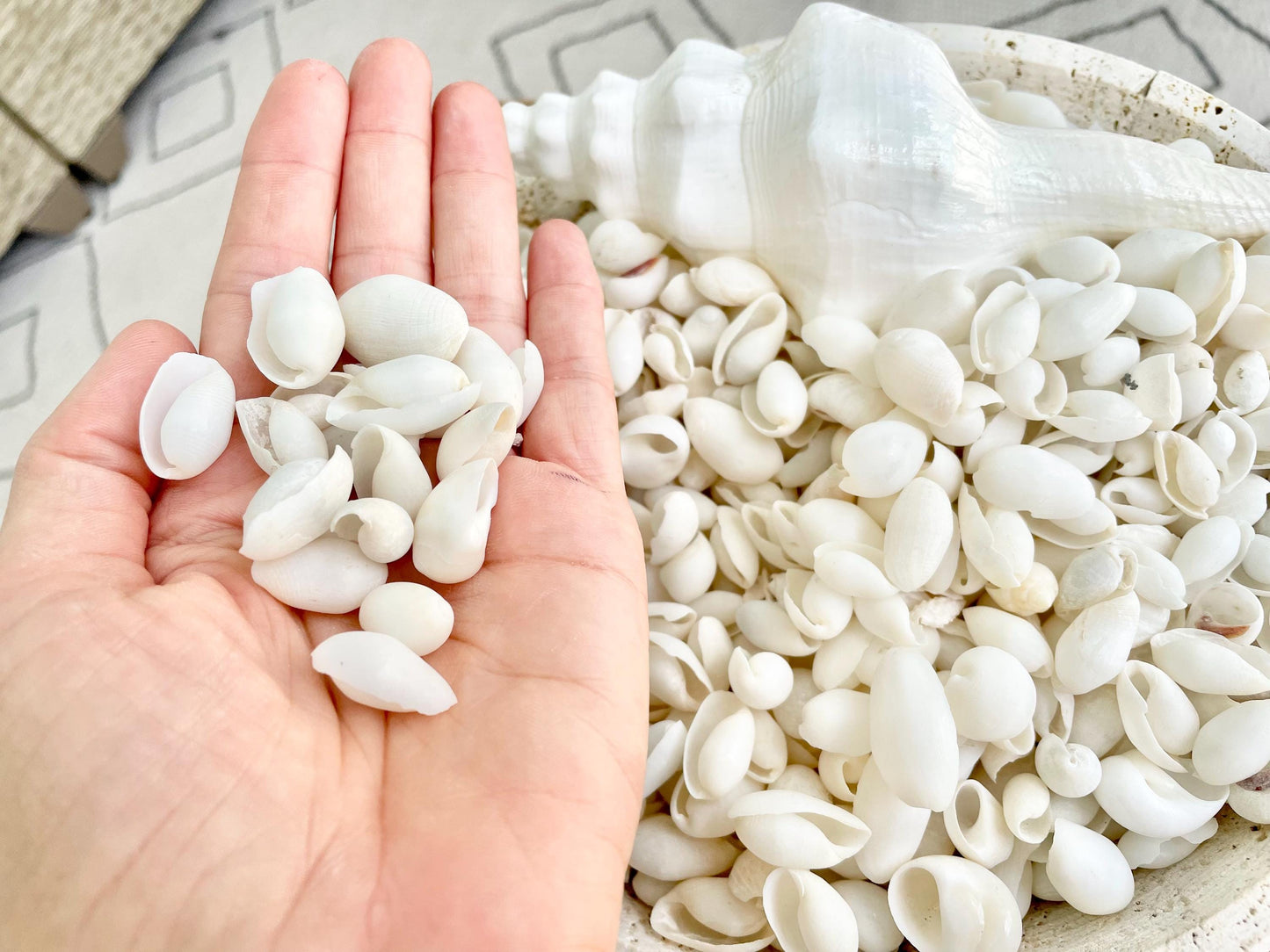 WHITE BUBBLE SHELLS *Sold By Kilo* .5-1" 1200Pc 2.2 Pounds Natural Small Craft seashells Coastal Beach Home Décor Wedding Supplies