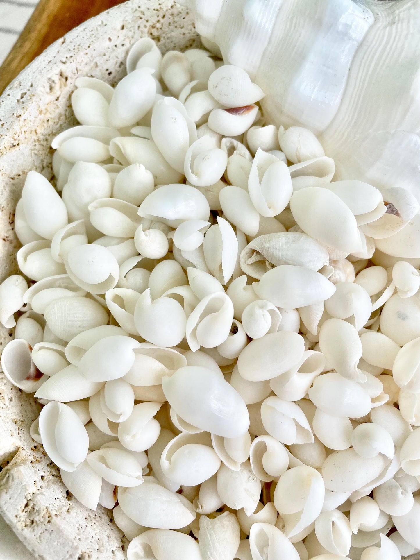 WHITE BUBBLE SHELLS *Sold By Kilo* .5-1" 1200Pc 2.2 Pounds Natural Small Craft seashells Coastal Beach Home Décor Wedding Supplies