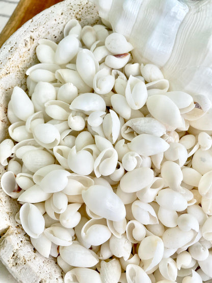 WHITE BUBBLE SHELLS *Sold By Kilo* .5-1" 1200Pc 2.2 Pounds Natural Small Craft seashells Coastal Beach Home Décor Wedding Supplies