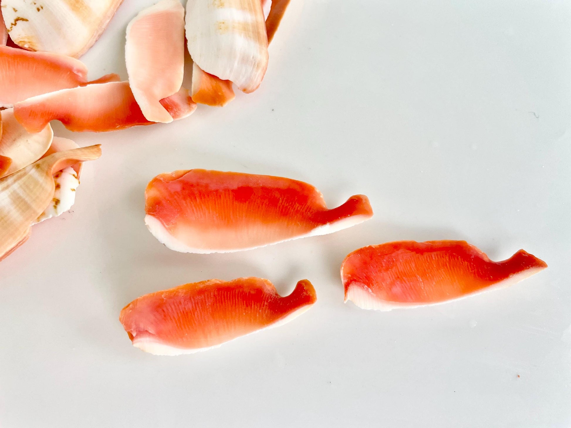 RED LIP SLICED Cut Shells *100 Slices* 1.5-2" Natural Colored Small Craft Seashells Strombus Coastal Beach Home Décor Bulk