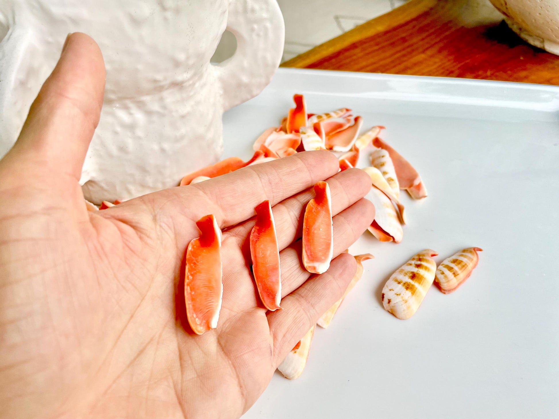 RED LIP SLICED Cut Shells *100 Slices* 1.5-2" Natural Colored Small Craft Seashells Strombus Coastal Beach Home Décor Bulk