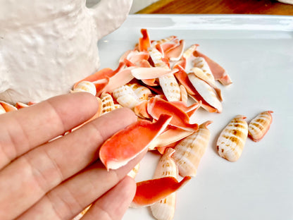 RED LIP SLICED Cut Shells *100 Slices* 1.5-2" Natural Colored Small Craft Seashells Strombus Coastal Beach Home Décor Bulk