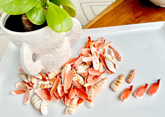RED LIP SLICED Cut Shells *100 Slices* 1.5-2" Natural Colored Small Craft Seashells Strombus Coastal Beach Home Décor Bulk