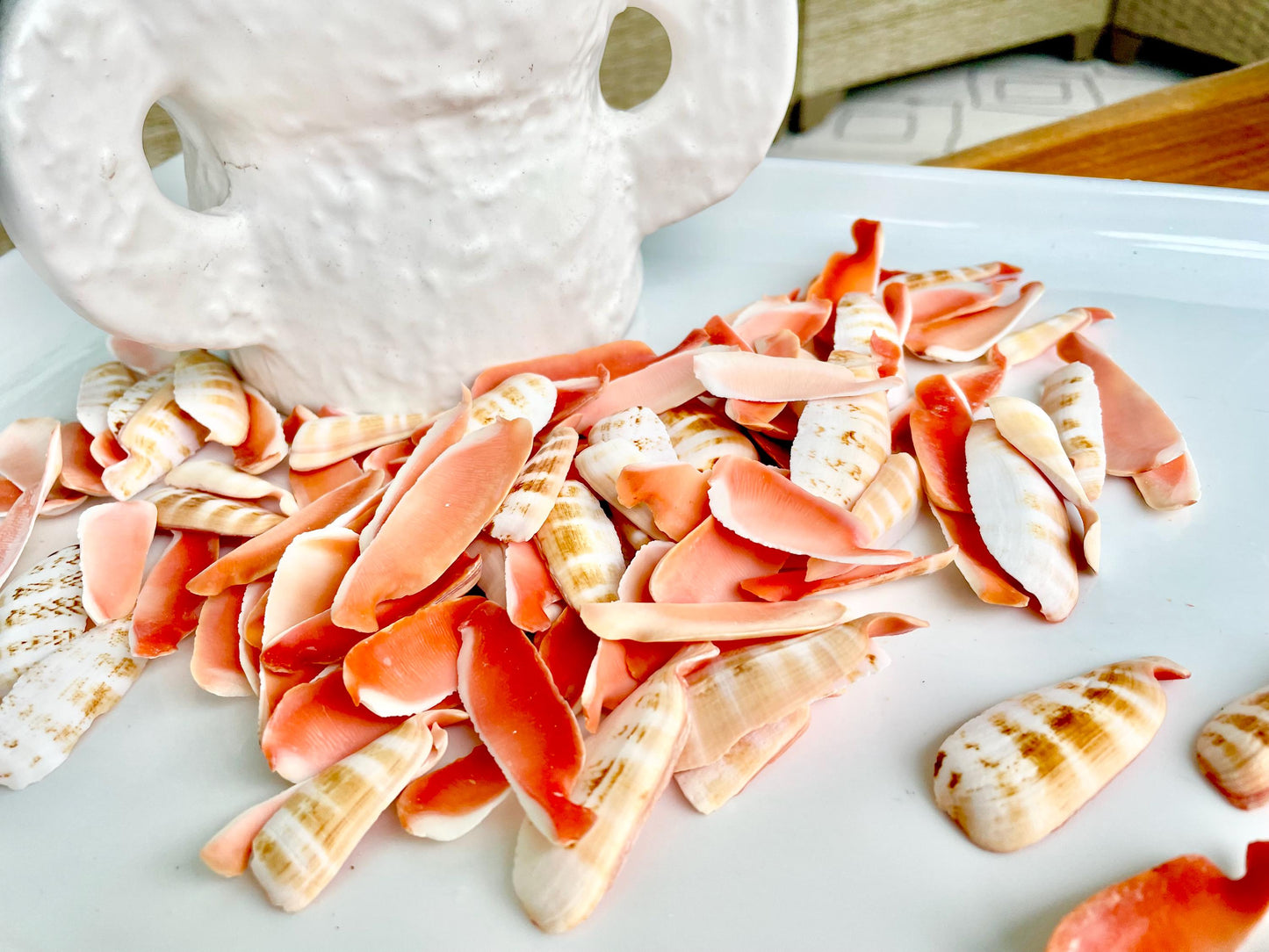 RED LIP SLICED Cut Shells *100 Slices* 1.5-2" Natural Colored Small Craft Seashells Strombus Coastal Beach Home Décor Bulk