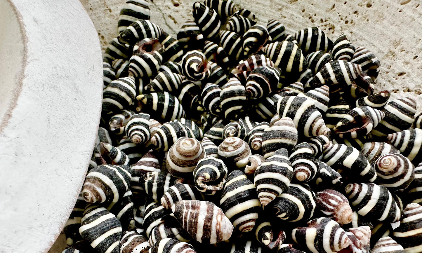 BEEHIVE BUMBLEBEE SHELLS *You Choose Quantity* 1/4-1/2" Natural Black White Striped Tiny Craft Seashells Beach Coastal Art Home Décor