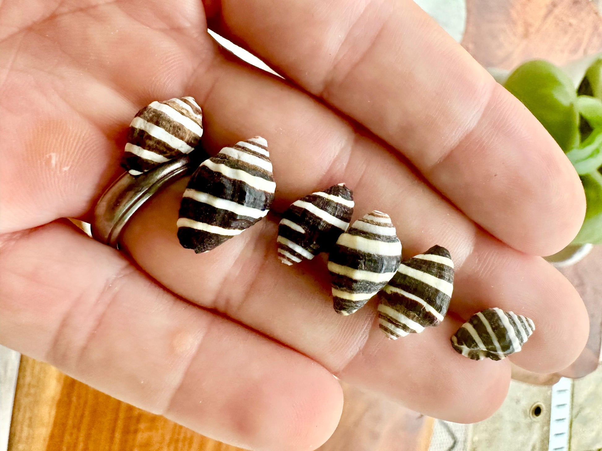BEEHIVE BUMBLEBEE SHELLS *You Choose Quantity* 1/4-1/2" Natural Black White Striped Tiny Craft Seashells Beach Coastal Art Home Décor