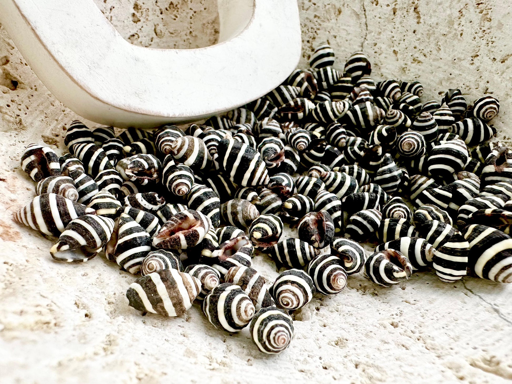 BEEHIVE BUMBLEBEE SHELLS *You Choose Quantity* 1/4-1/2" Natural Black White Striped Tiny Craft Seashells Beach Coastal Art Home Décor