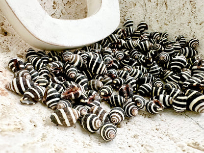 BEEHIVE BUMBLEBEE SHELLS *You Choose Quantity* 1/4-1/2" Natural Black White Striped Tiny Craft Seashells Beach Coastal Art Home Décor