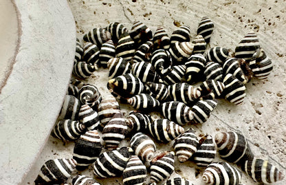 BEEHIVE BUMBLEBEE SHELLS *You Choose Quantity* 1/4-1/2" Natural Black White Striped Tiny Craft Seashells Beach Coastal Art Home Décor