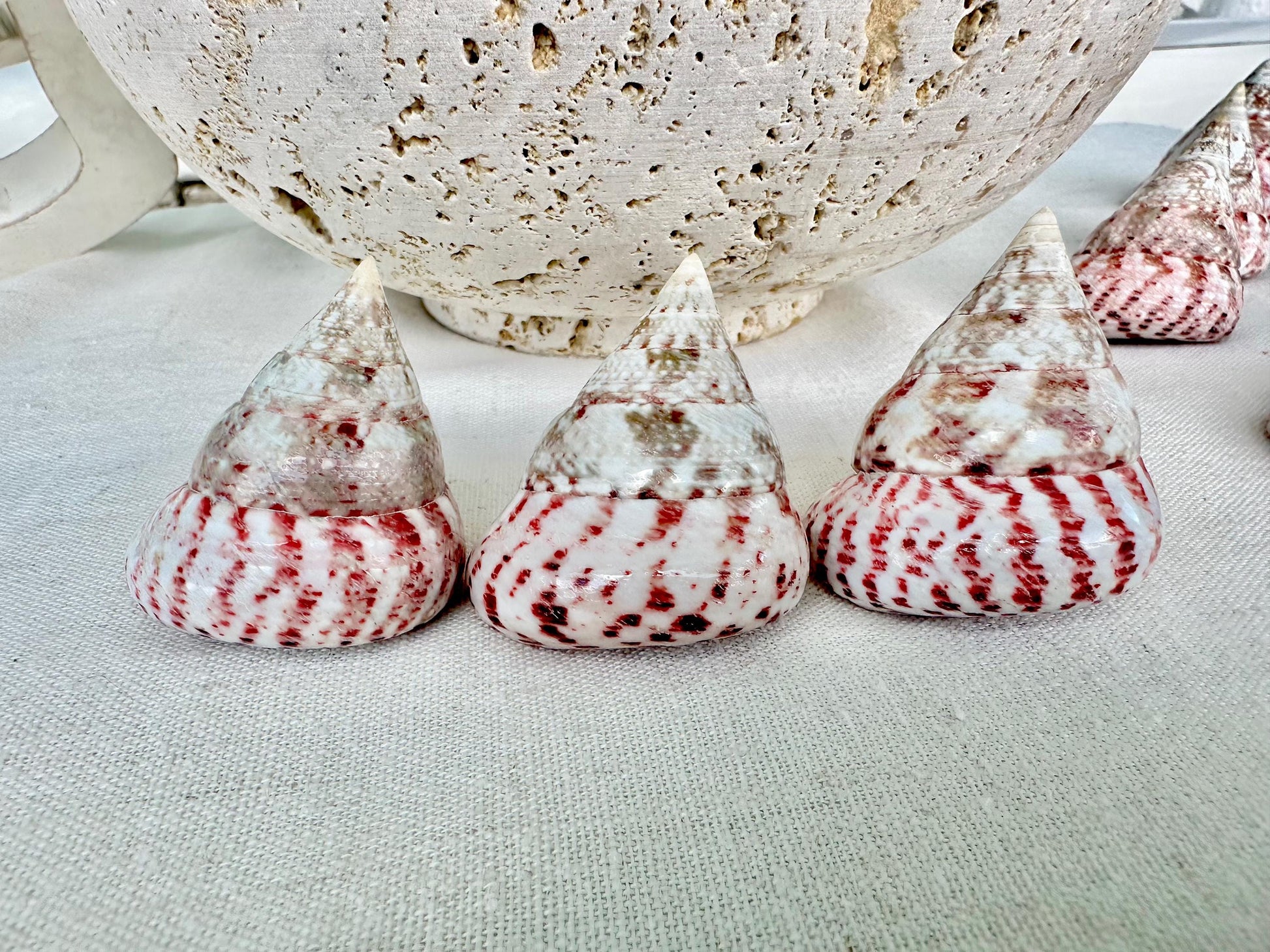 Set of 3 Strawberry Pink White Striped Pyramid Polished Trochus Top Seashell 2-2.5" Display Home Beach Nautical Décor Crafts Art
