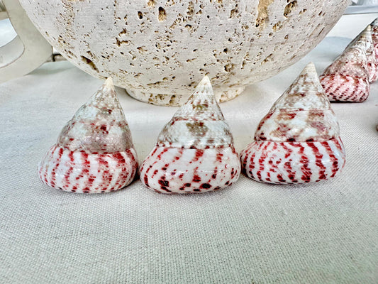 Set of 3 Strawberry Pink White Striped Pyramid Polished Trochus Top Seashell 2-2.5" Display Home Beach Nautical Décor Crafts Art