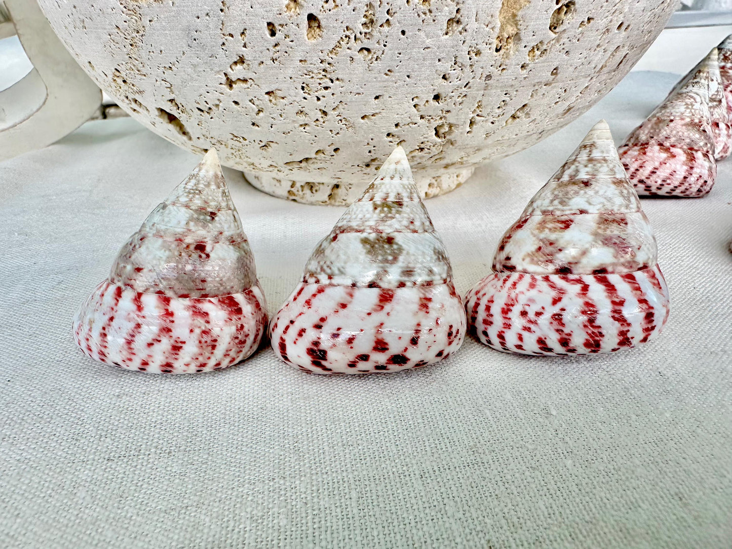 STRAWBERRY PINK TROCHUS 2-2.5" Polished Shells *Set of 3* Display Pyramid Top Seashells