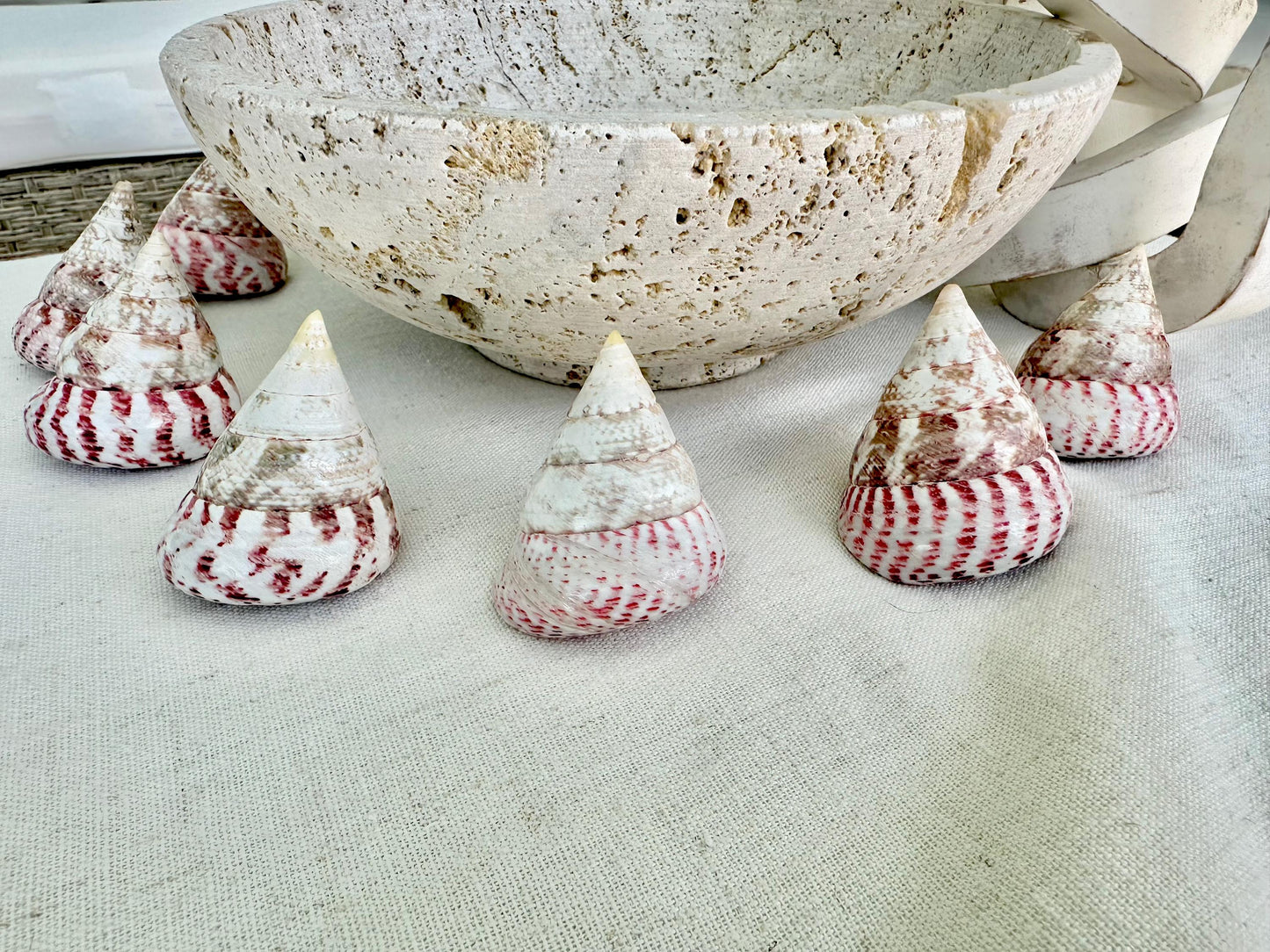 Set of 3 Strawberry Pink White Striped Pyramid Polished Trochus Top Seashell 2-2.5" Display Home Beach Nautical Décor Crafts Art