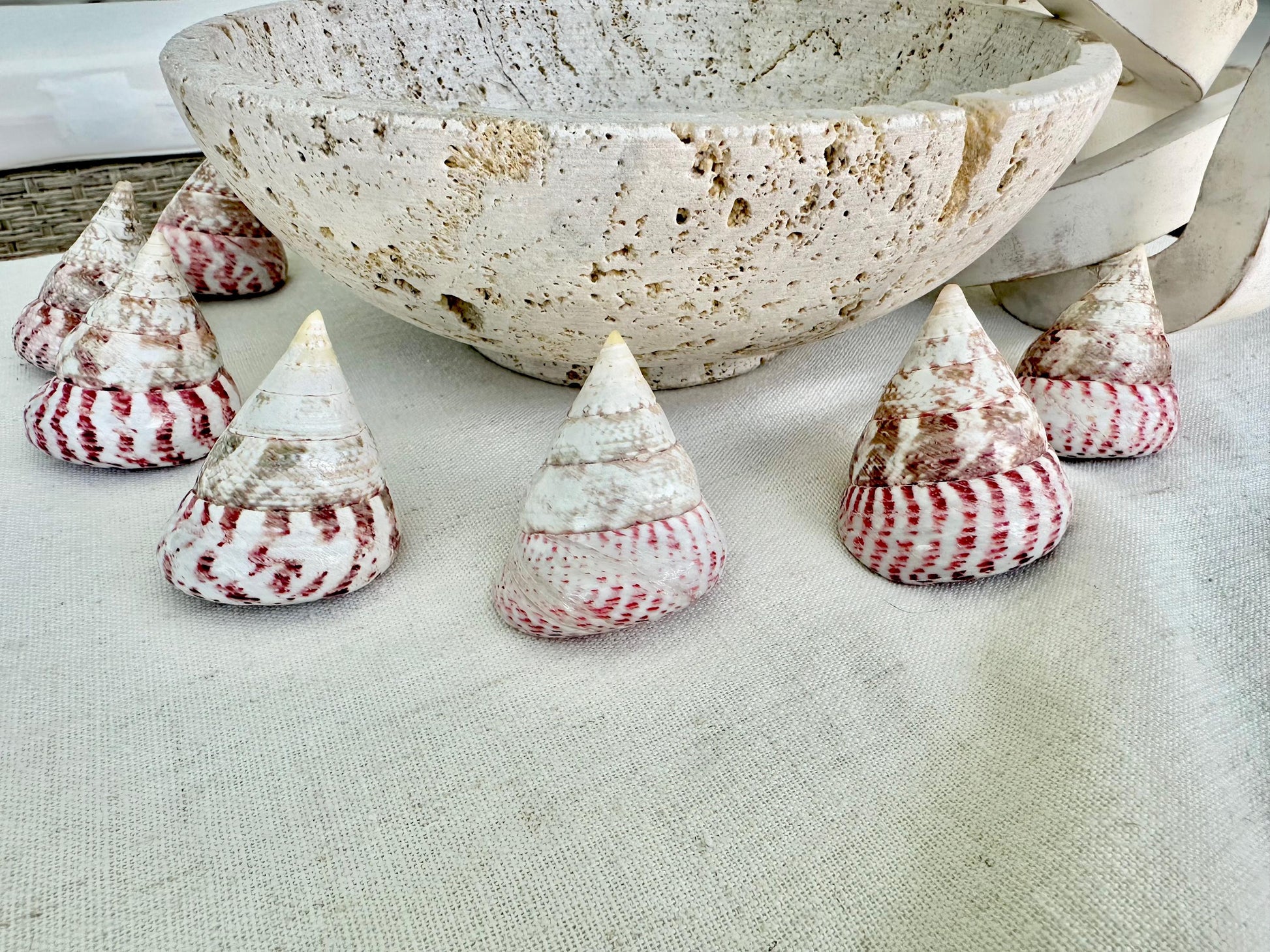 Set of 3 Strawberry Pink White Striped Pyramid Polished Trochus Top Seashell 2-2.5" Display Home Beach Nautical Décor Crafts Art