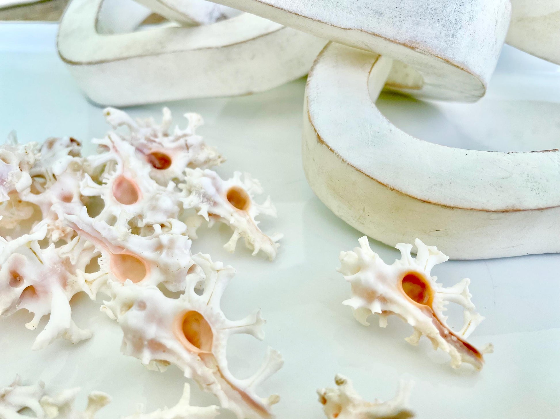 100% Natural REAL Homalocantha anatomica Zamboi Murex 1.5-2" Knobby Sea Shell Seashell Collectors Display Coastal Décor White Pink