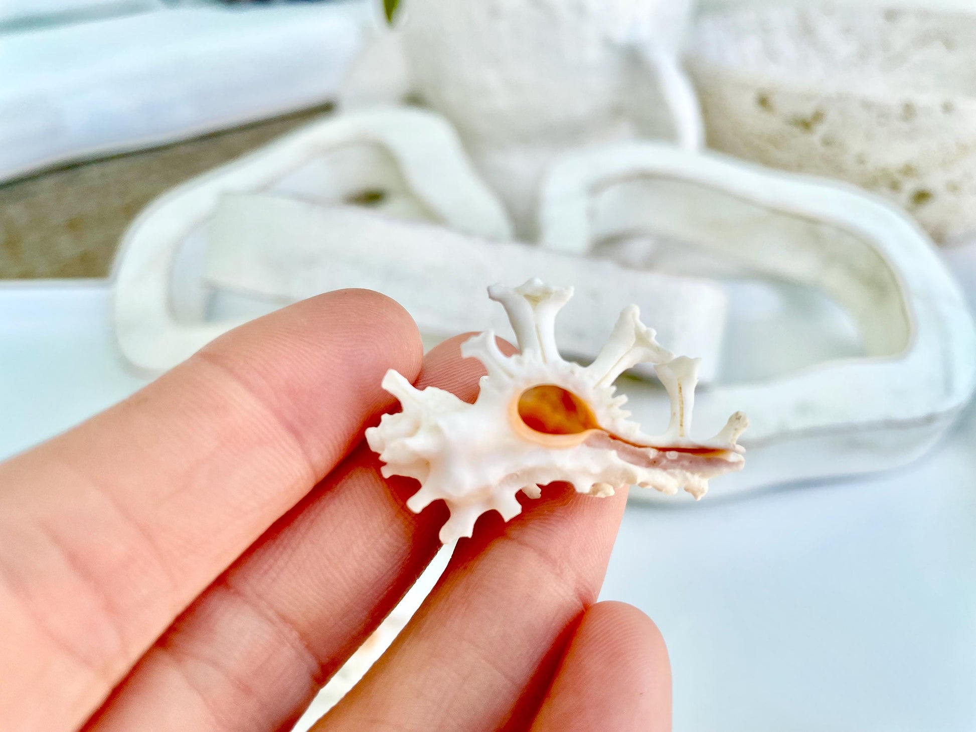 Zamboi Murex Shell: 1-2" *You Choose Size* White Pink Rare Display Seashell