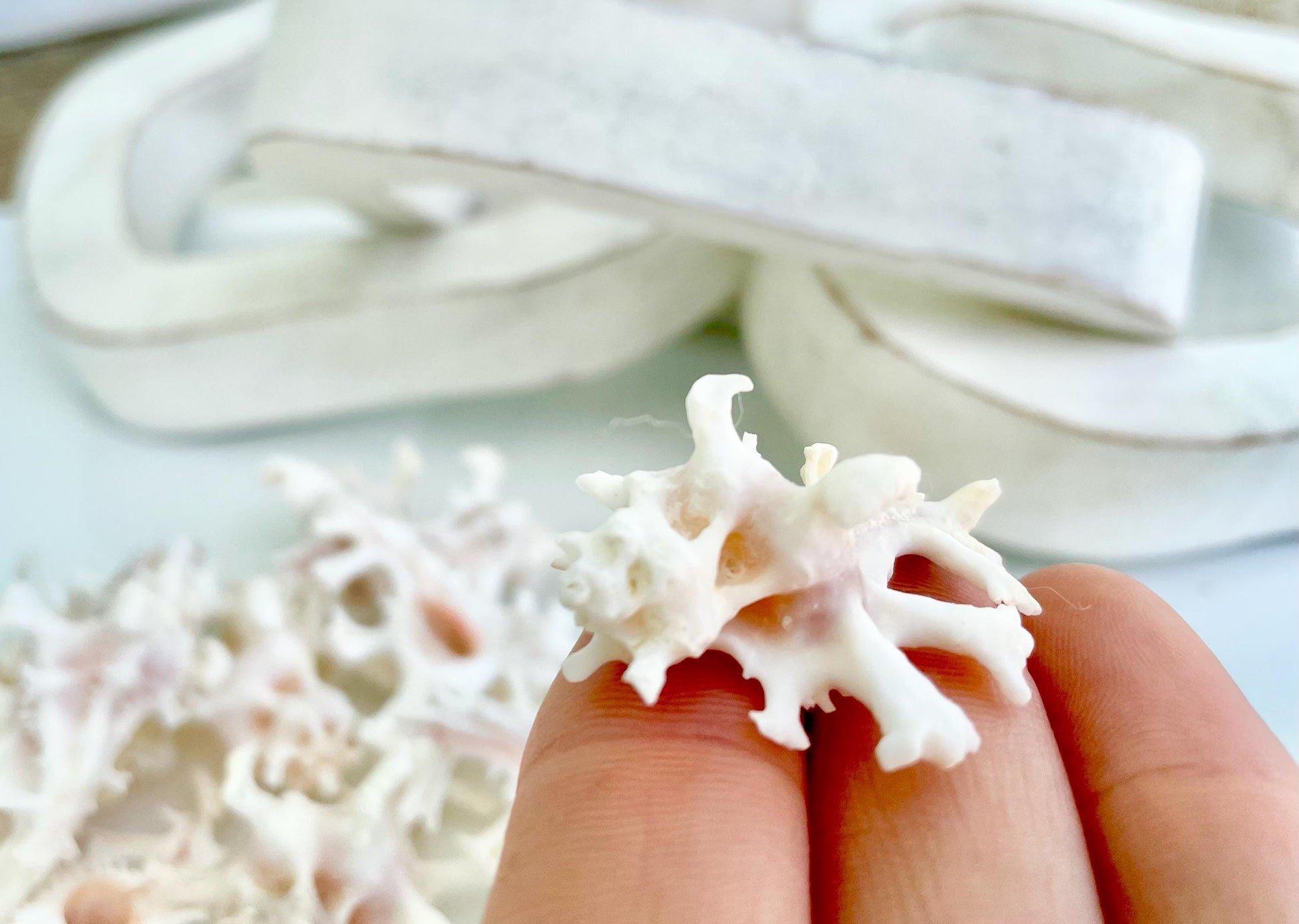 Zamboi Murex Shell: 1-2" *You Choose Size* White Pink Rare Display Seashell