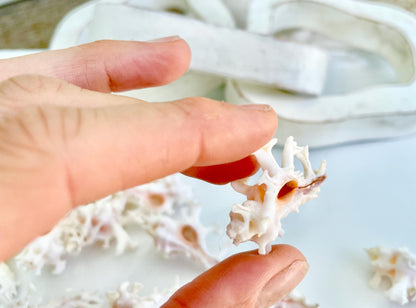 100% Natural REAL Homalocantha anatomica Zamboi Murex 1.5-2" Knobby Sea Shell Seashell Collectors Display Coastal Décor White Pink