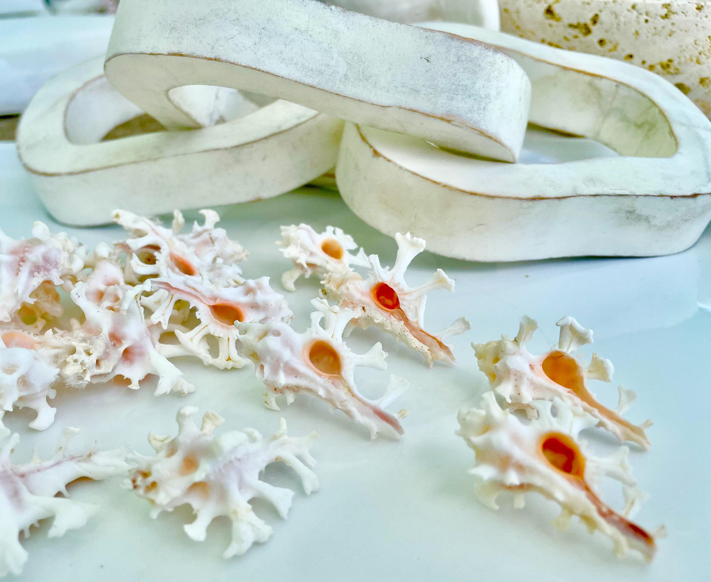 Zamboi Murex Shell: 1-2" *You Choose Size* White Pink Rare Display Seashell