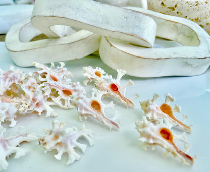 Zamboi Murex Shell: 1-2" *You Choose Size* White Pink Rare Display Seashell