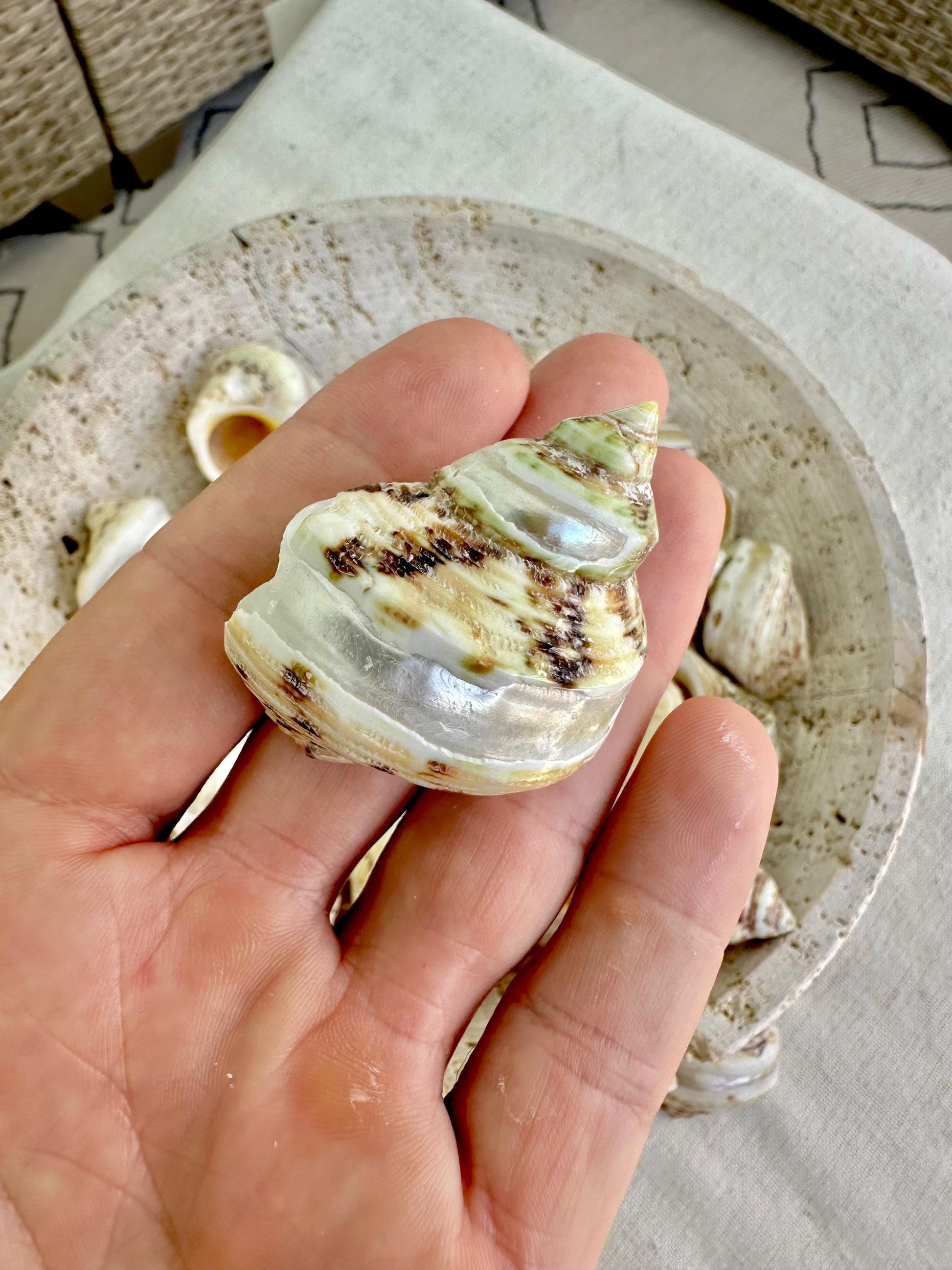 1.5-2" Shells Set of 3 Polished Banded Goldmouth Turbo Seashells Opening .75-1" Display Home Nautical Natural Décor Hermit Crab