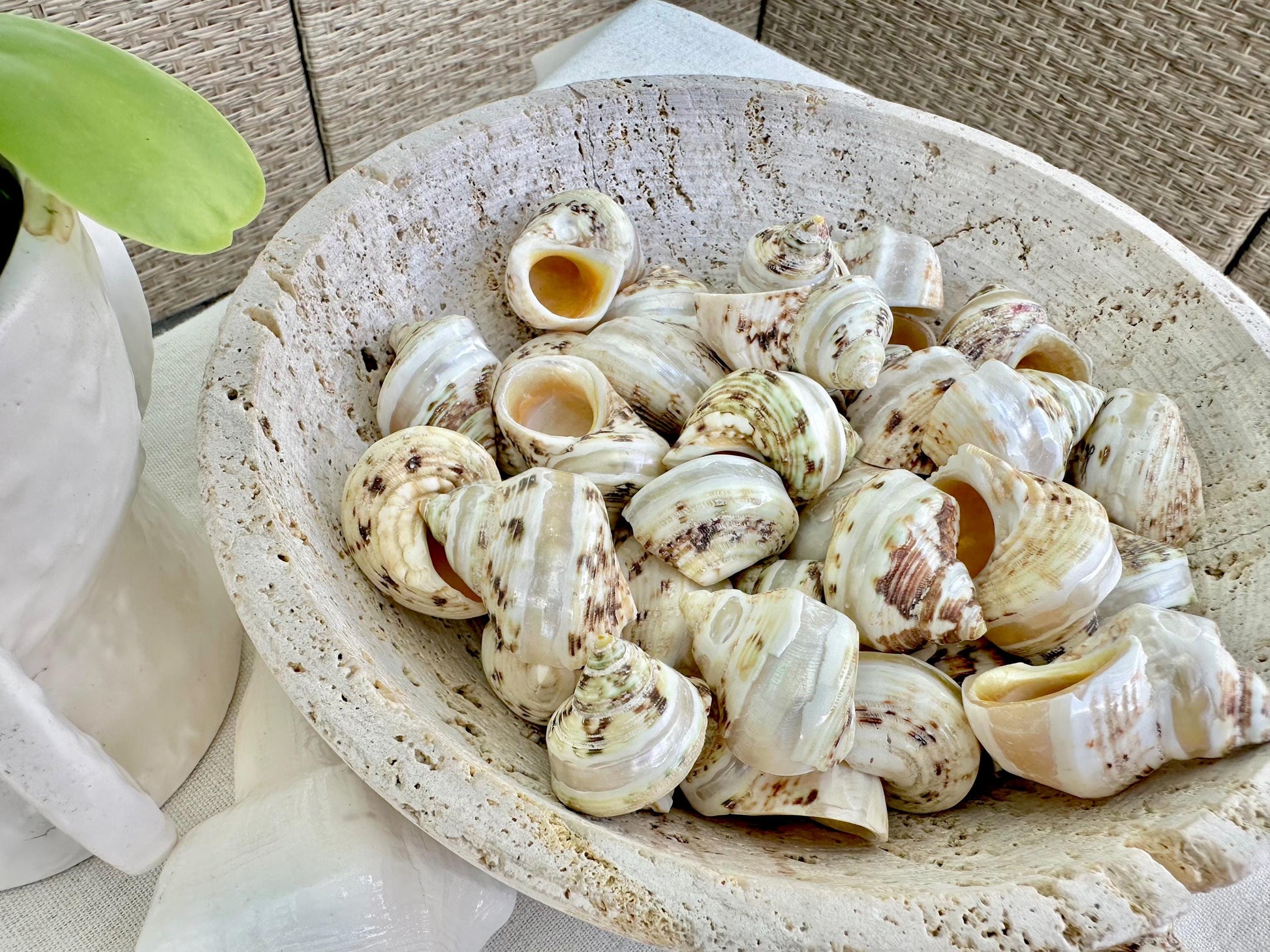 1.5-2" Shells Set of 3 Polished Banded Goldmouth Turbo Seashells Opening .75-1" Display Home Nautical Natural Décor Hermit Crab