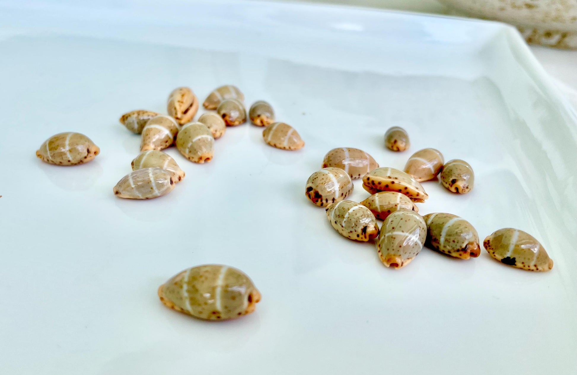 CYPRAEA LUTEA COWRIE Shell .5-.75" Natural Orange Brown Striped Cowry Seashell