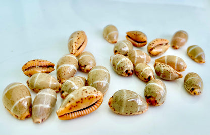 CYPRAEA LUTEA COWRIE Shell .5-.75" Natural Orange Brown Striped Cowry Seashell